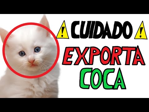El origen y creador de la web oscura
