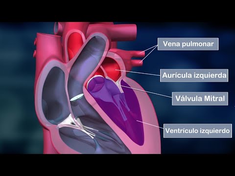 El sonido normal del corazón: una guía completa para entender su funcionamiento